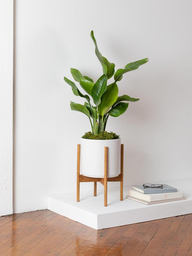 Offrir une plante en cadeau - Laisse une empreinte durable