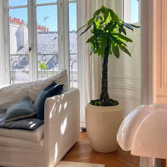 Arbres d'intérieur