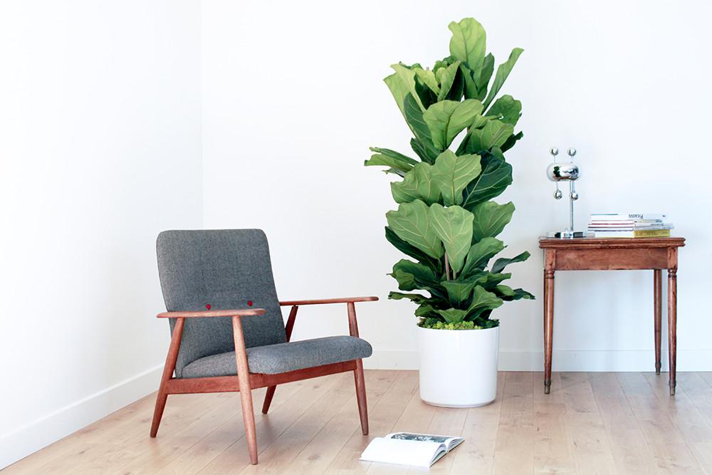Großer Ficus Lyrata Verzweigt, Mid-Century-Topf