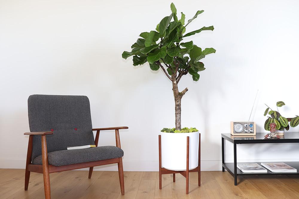 Ficus Lyrata Kronendach, Mid-Century-Topf