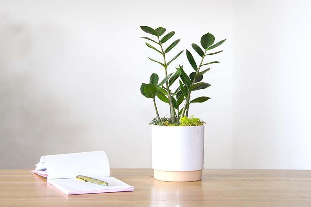 Kleiner Juwel von Sansibar (Zamioculcas), Takka-Topf
