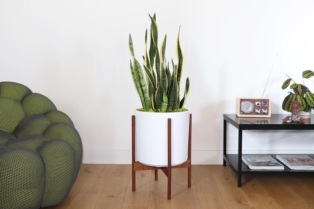 Sansevieria Laurentii, Mid-Century-Topf