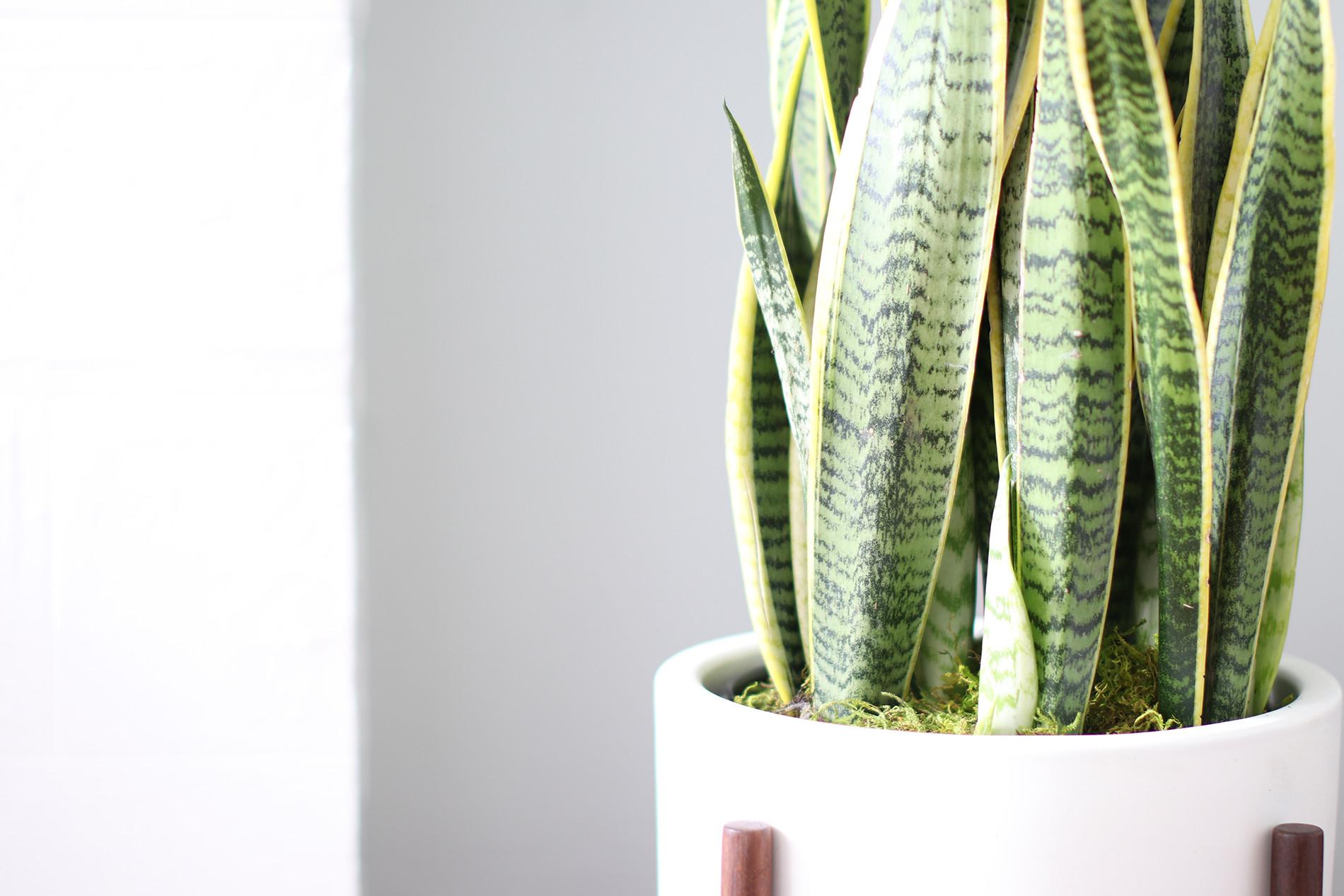 Zoom auf sansevieria, Mid-Century-Topf