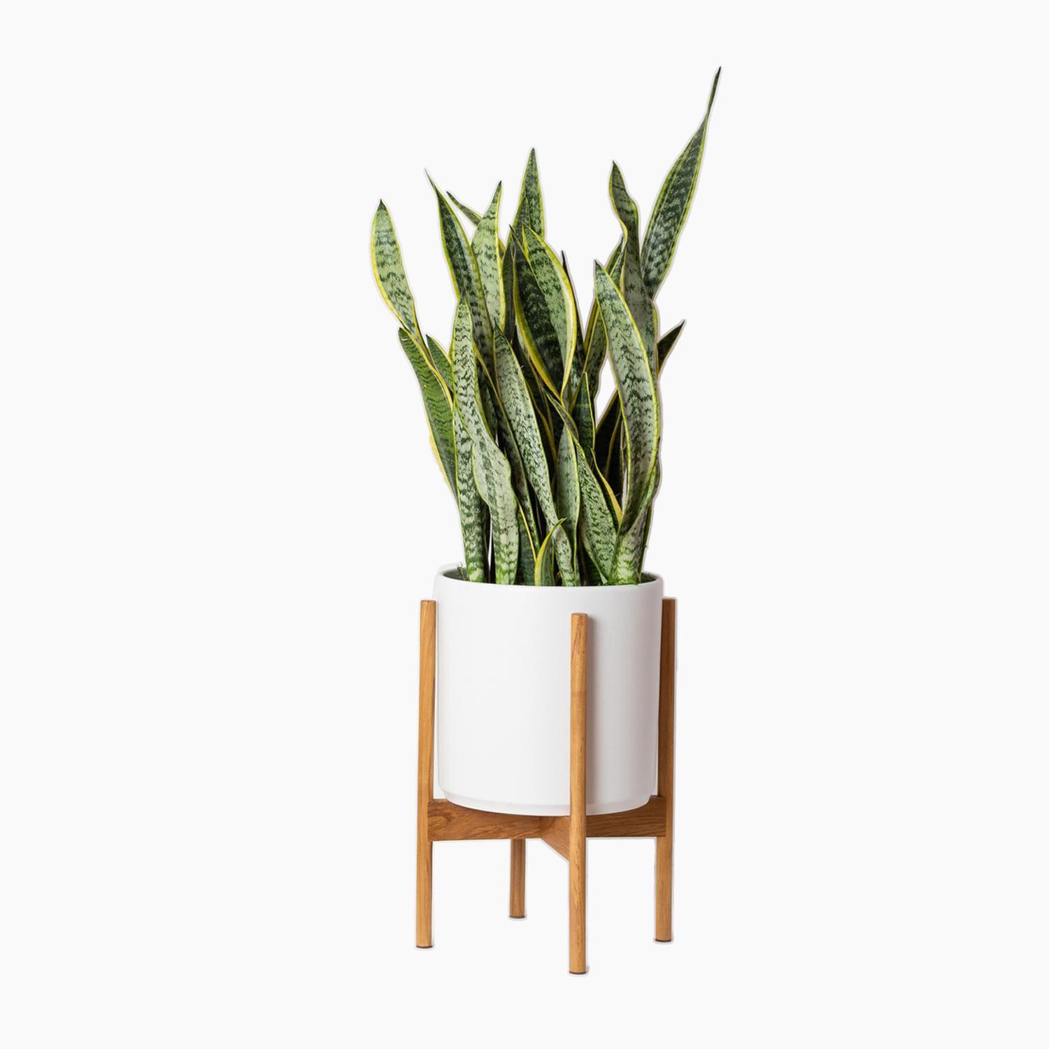 Plant with Léon & George