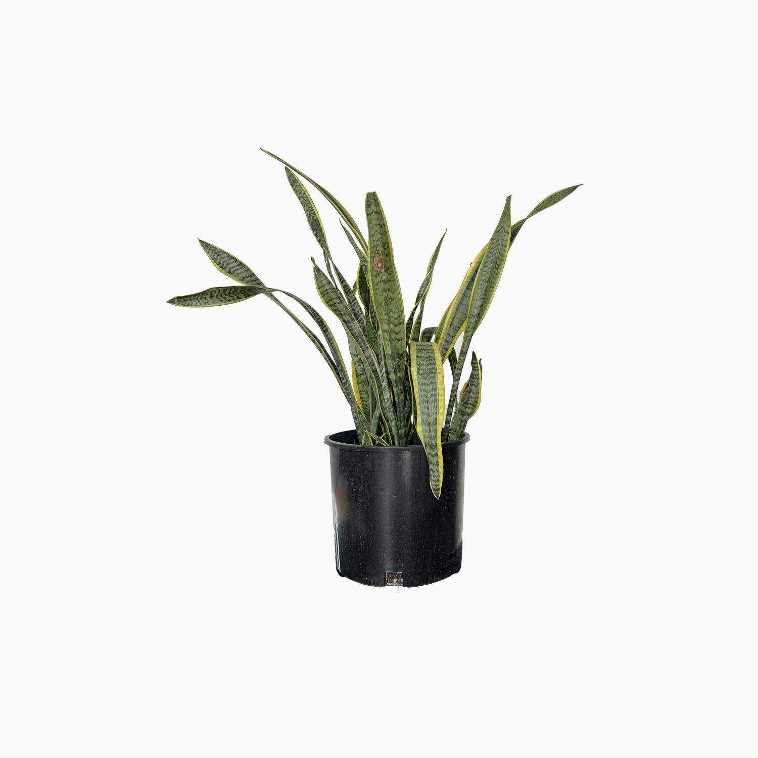 Plant without Léon & George