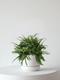 Boston Fern