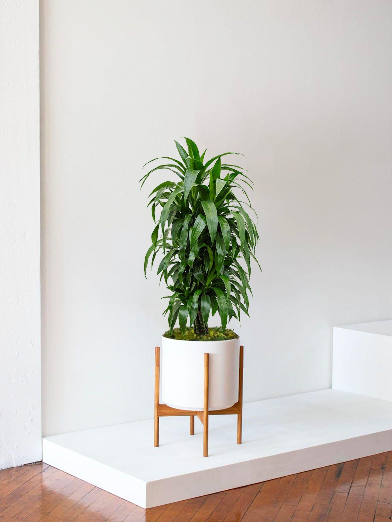 Dracaena Fragrans Janet
