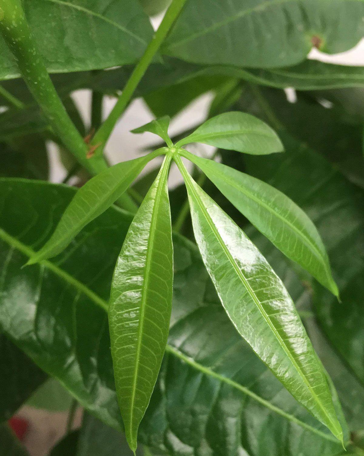 Braided Money Tree