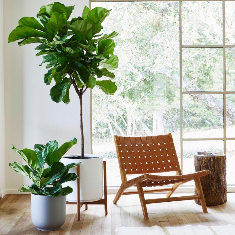 Interior Design’s Favorite Tree
