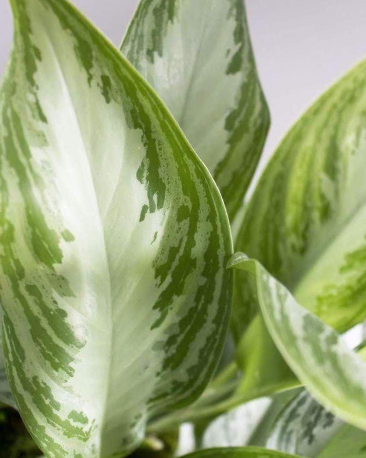 Silver Evergreen
