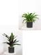 Duo Calathea Paon de Rio X Fougère nid d'oiseau