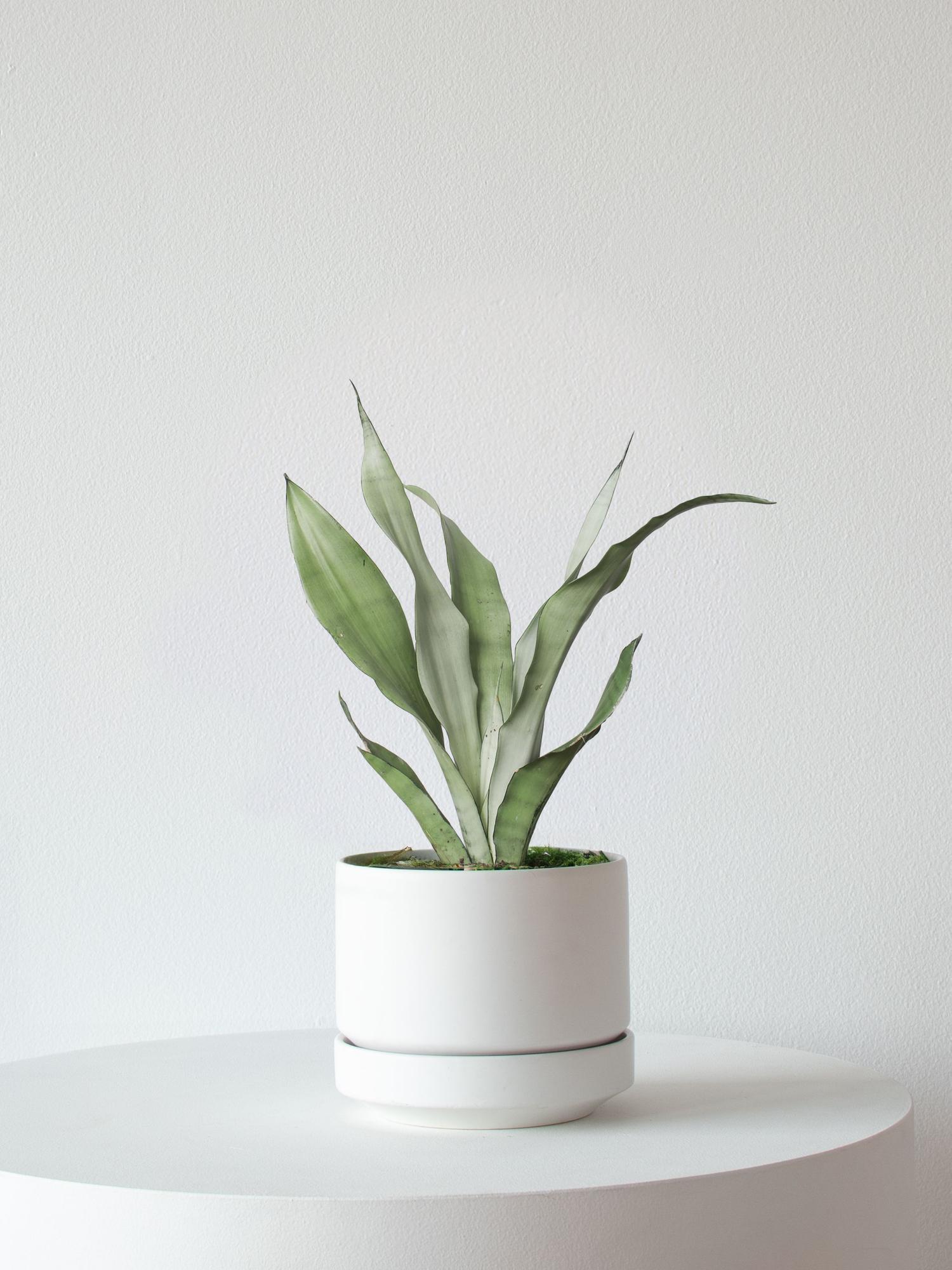 Moonshine Snake Plant