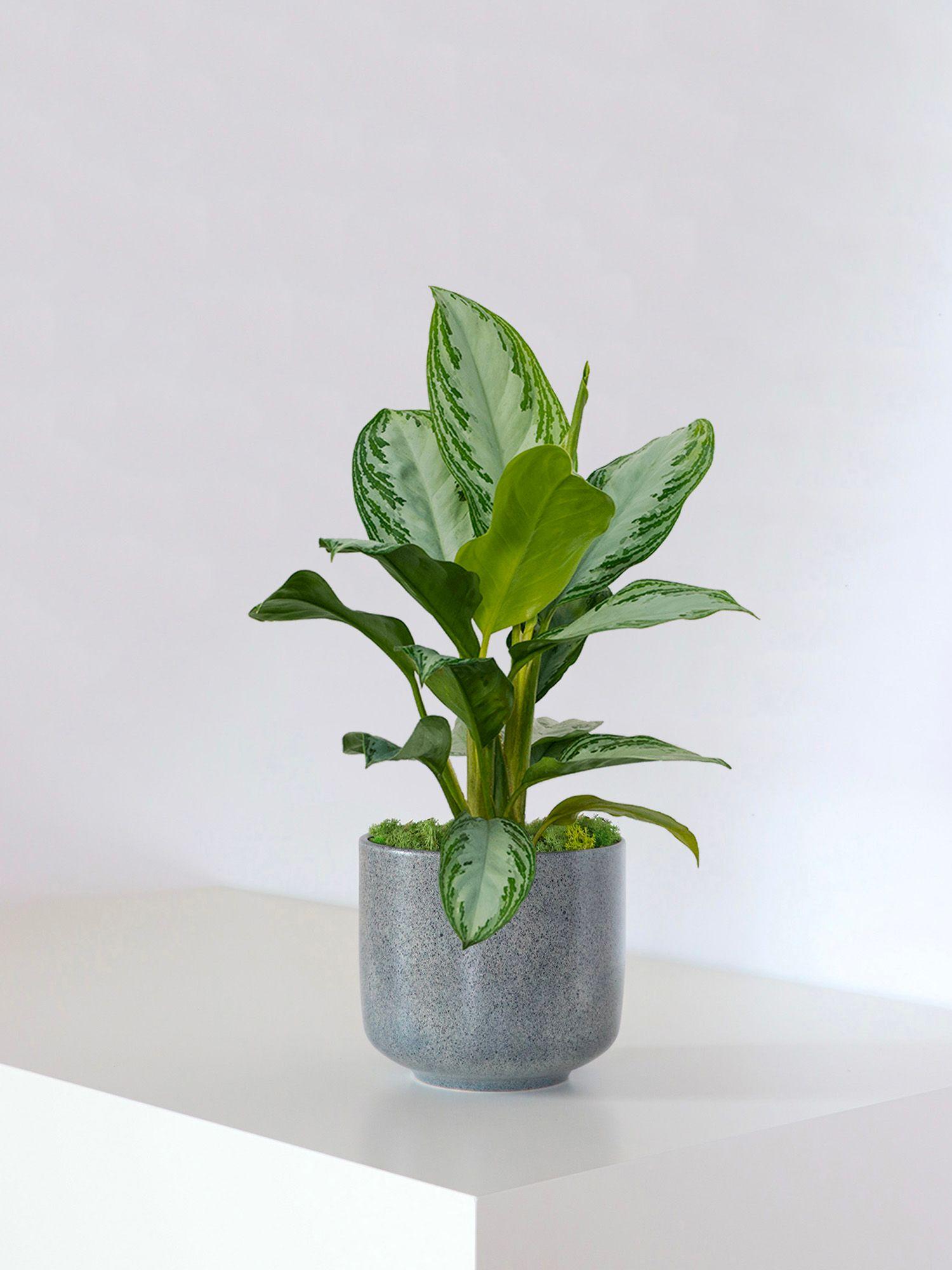 Silver Evergreen