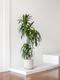 Dracaena Lisa