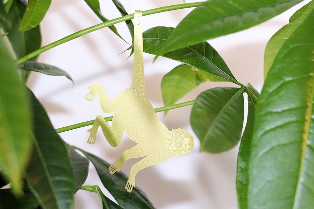 Plant Animal Singe-araignée