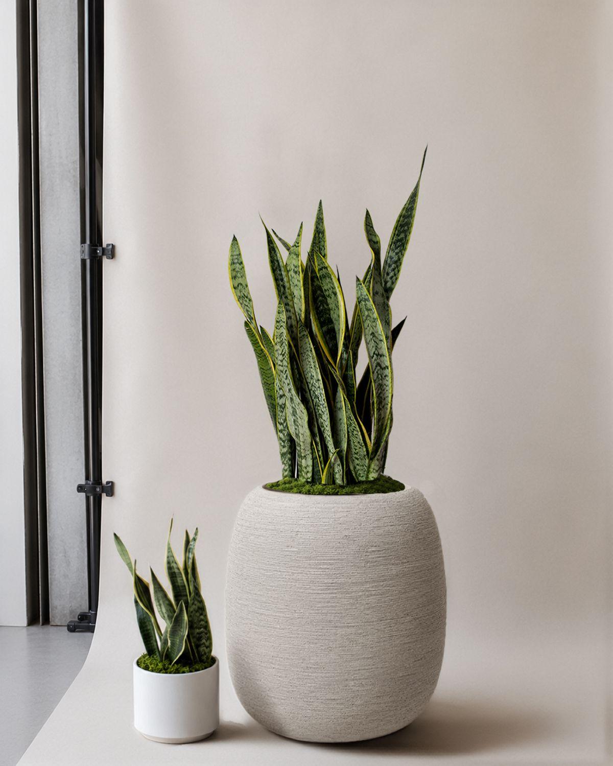 Snake Plant Laurentii