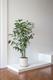 Fishtail Palm