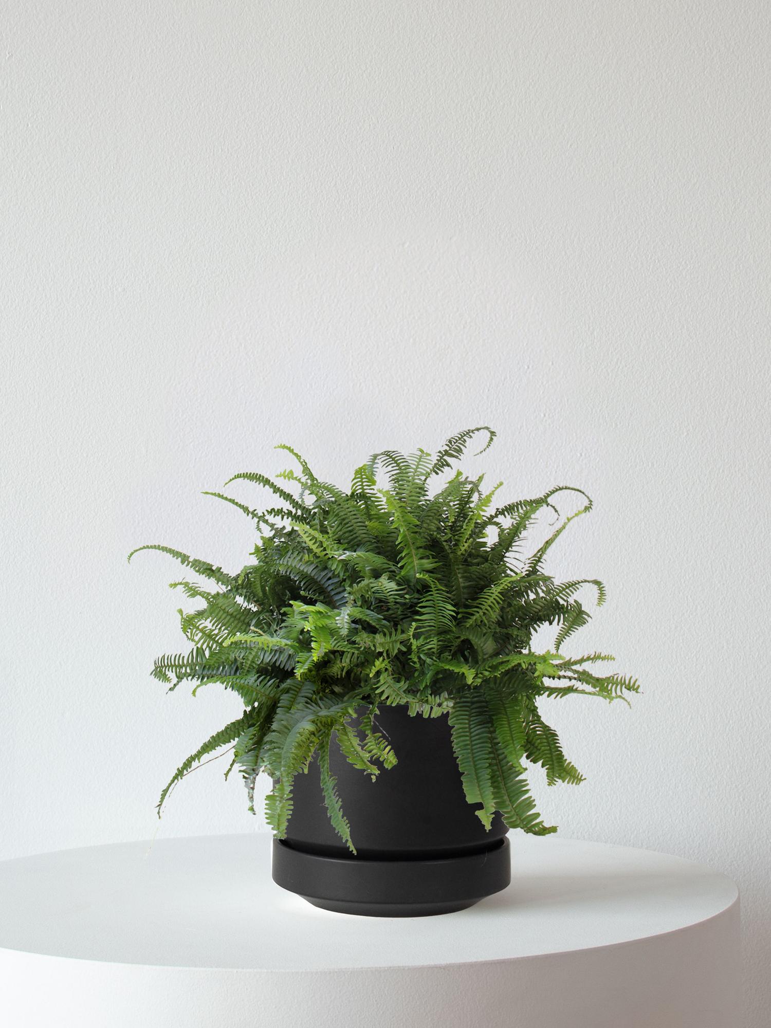 Boston Fern