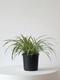 Spider Plant