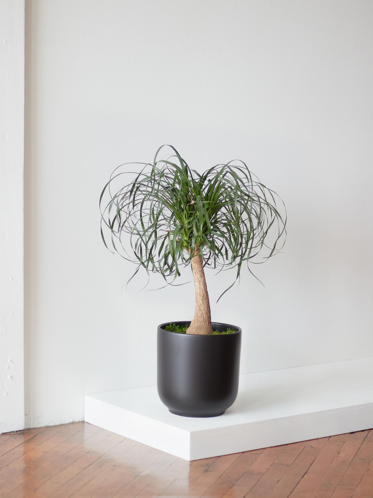 Ponytail Palm - Nouvelle Ceramic - Black Nouvelle Ceramic 