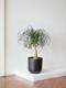 Ponytail Palm - Nouvelle Ceramic
