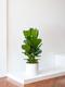 Ficus Lyrata Buisson