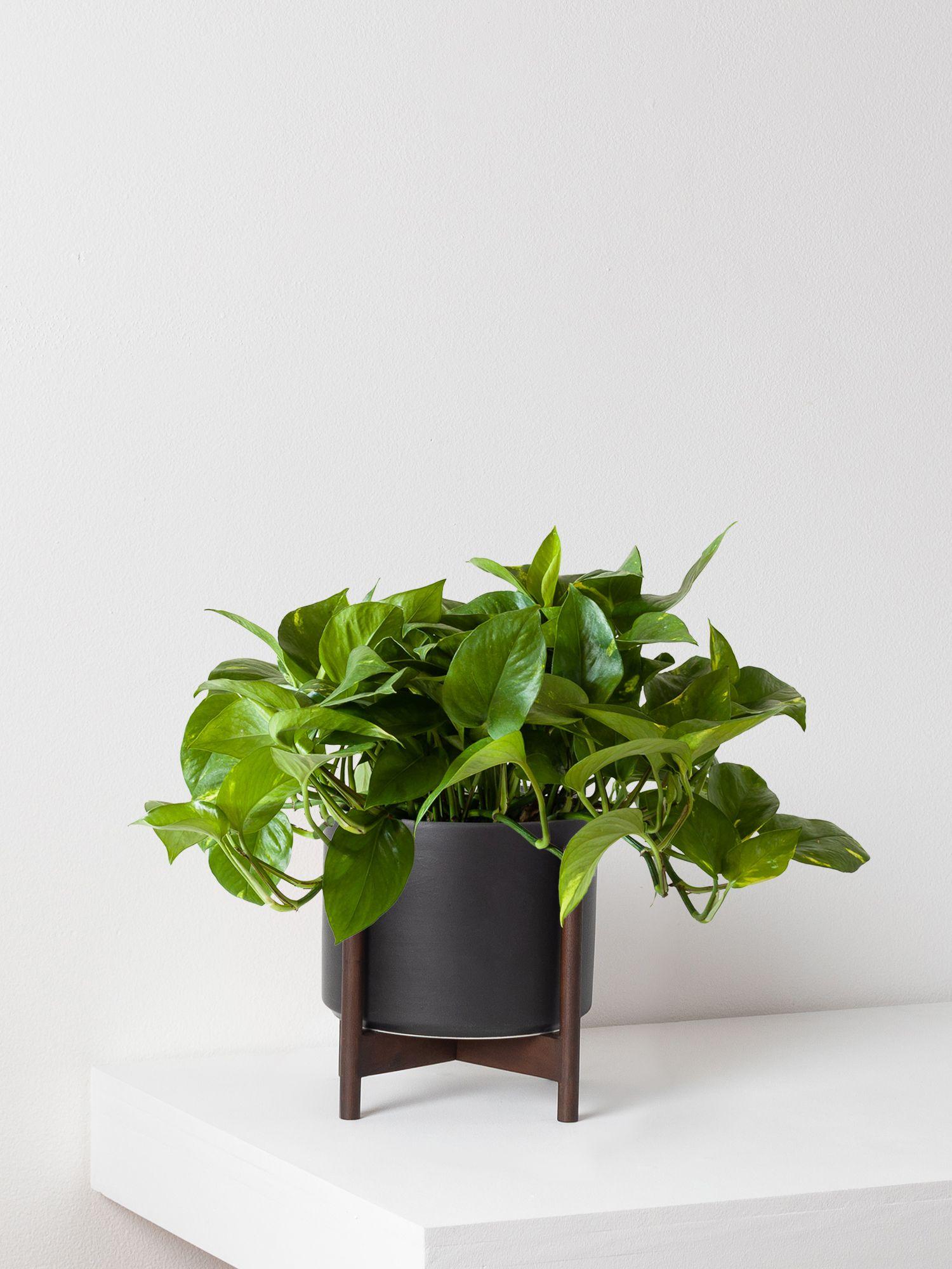 Cascading Pothos - Black Mid-Century Ceramic & Dark Wood Stand 