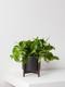 Cascading Pothos