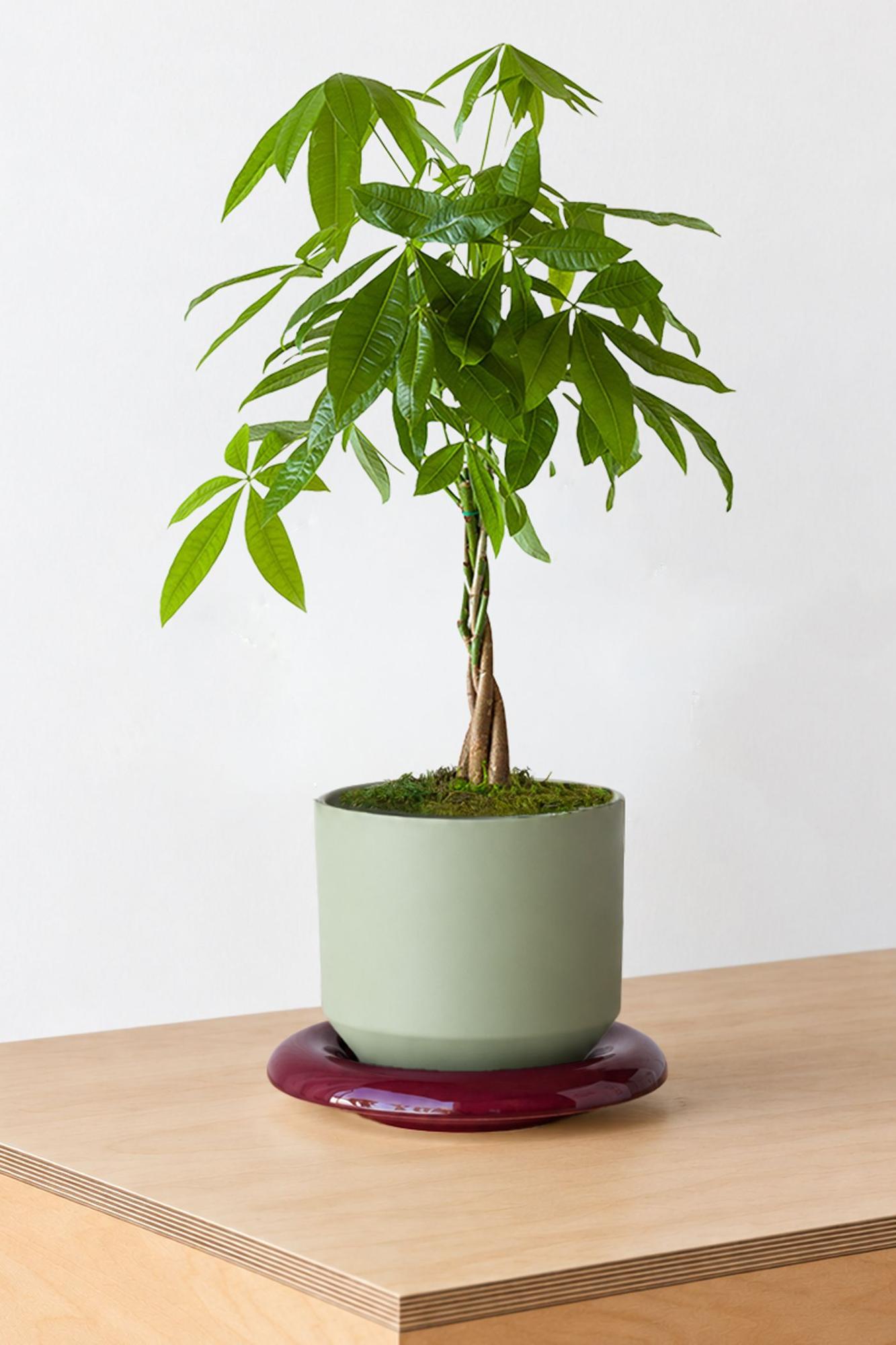 Braided Money Tree