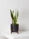 Snake Plant Laurentii