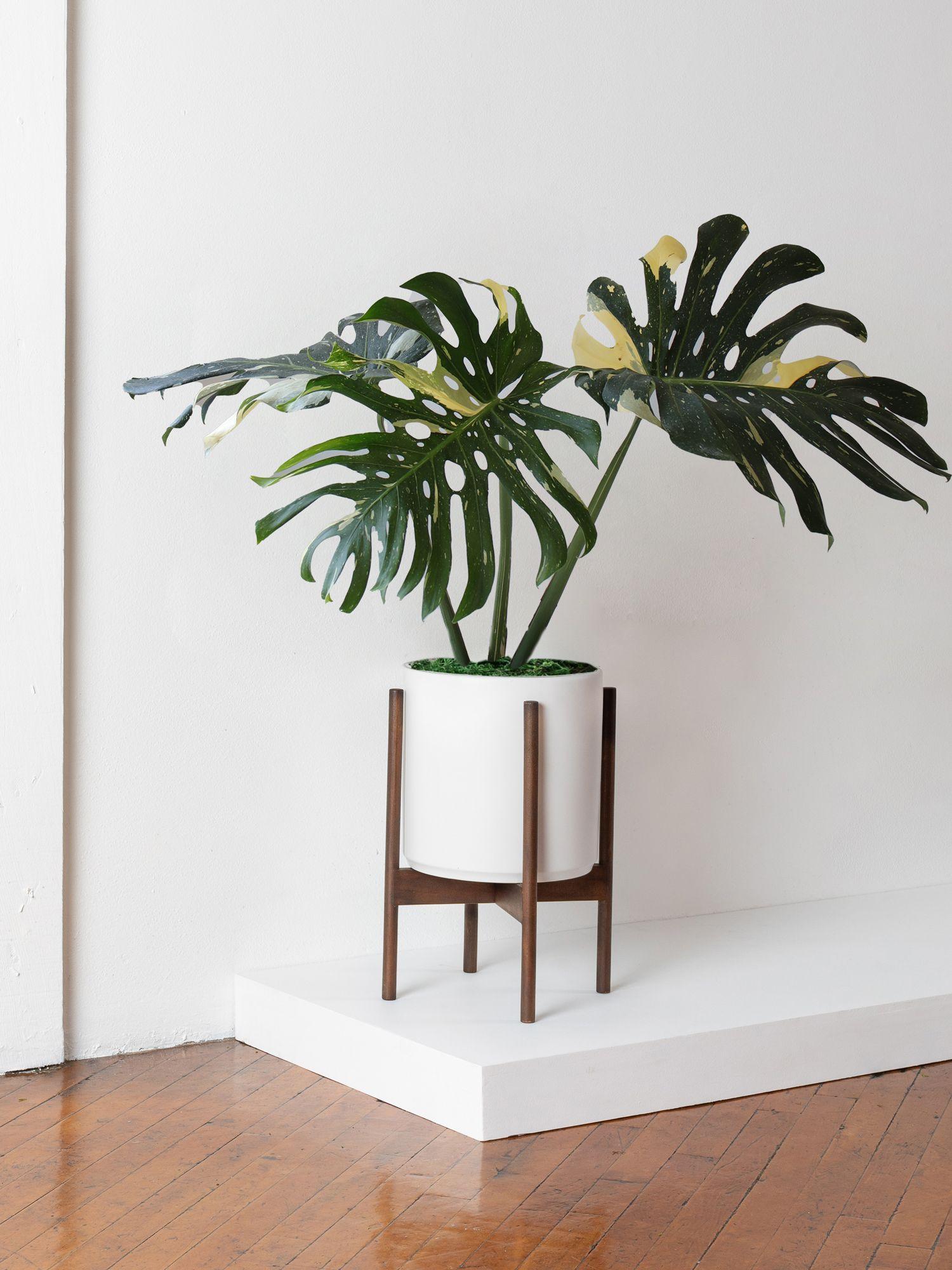 Monstera Thai Constellation XL
