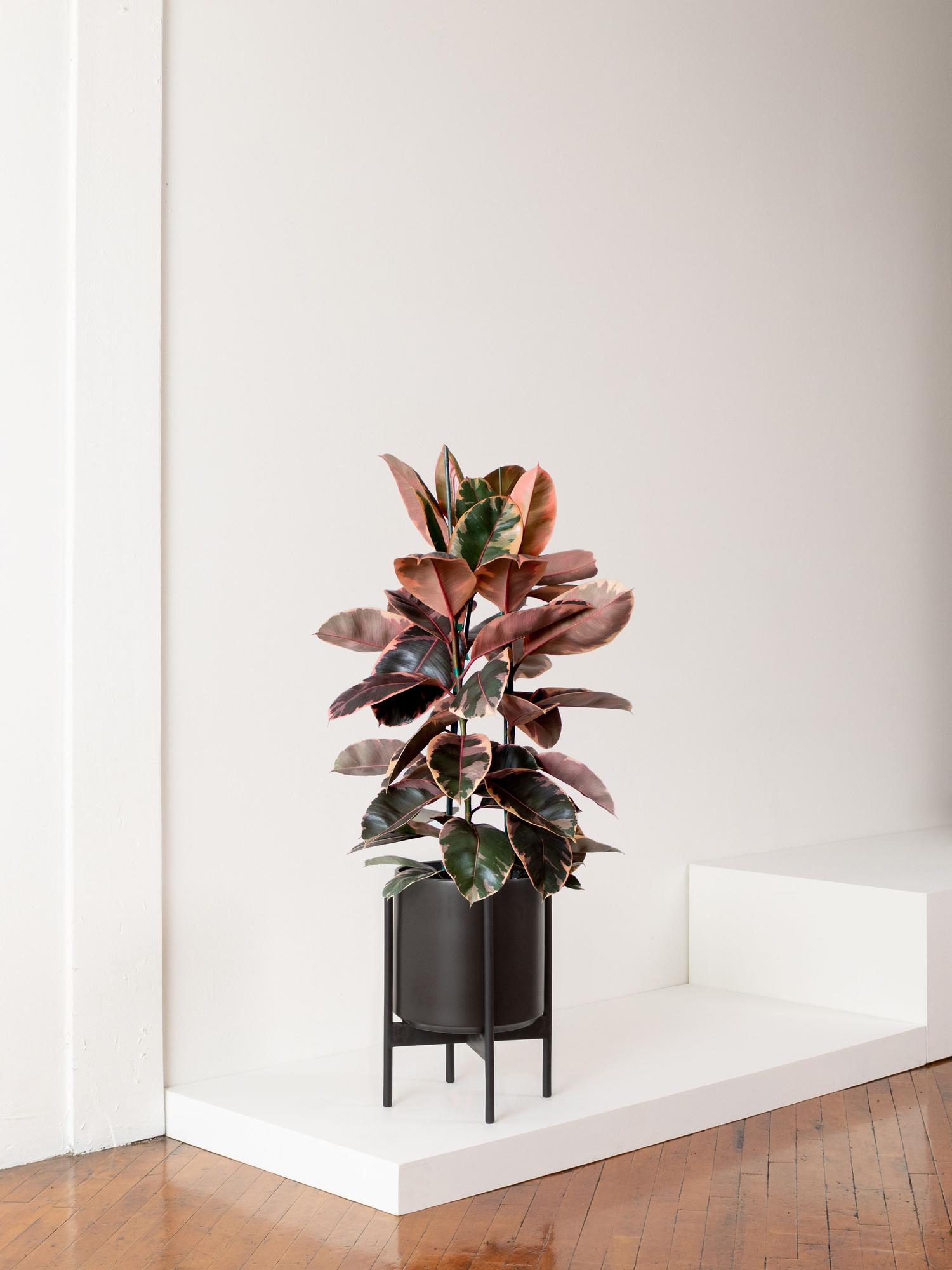 Pink Rubber Tree