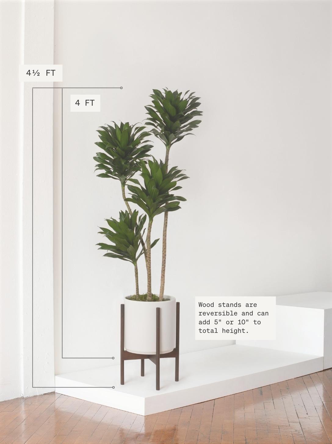 Dracaena Compacta