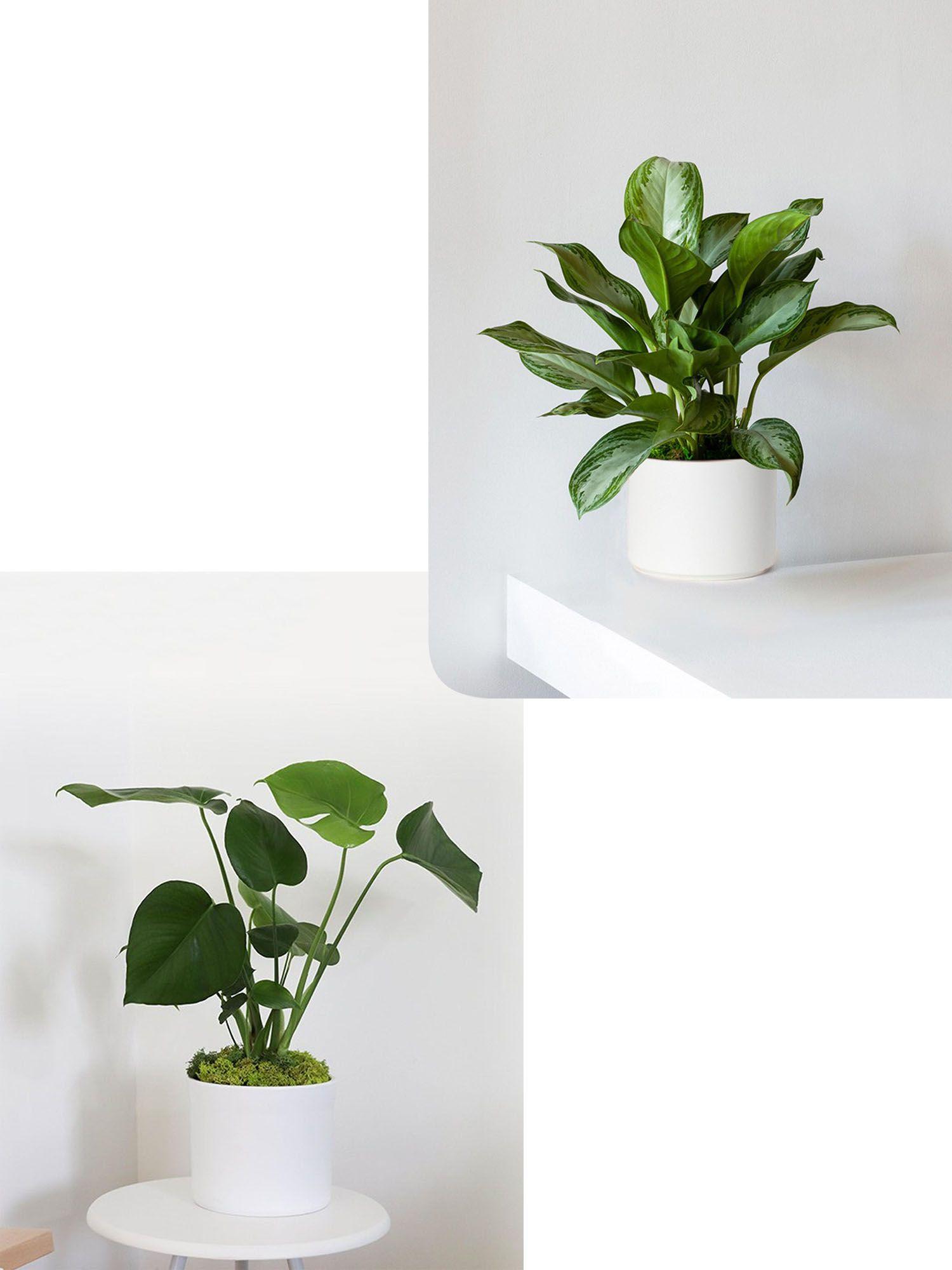 Duo Monstera X Silver Evergreen- Mid-Century
