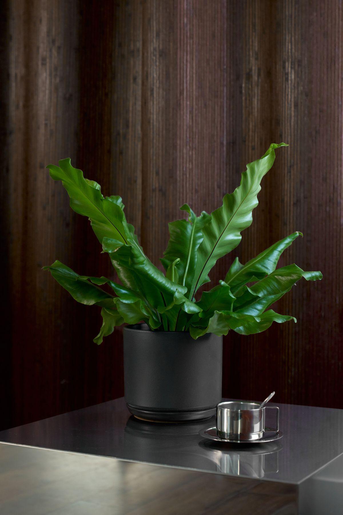 Bird's Nest Fern
