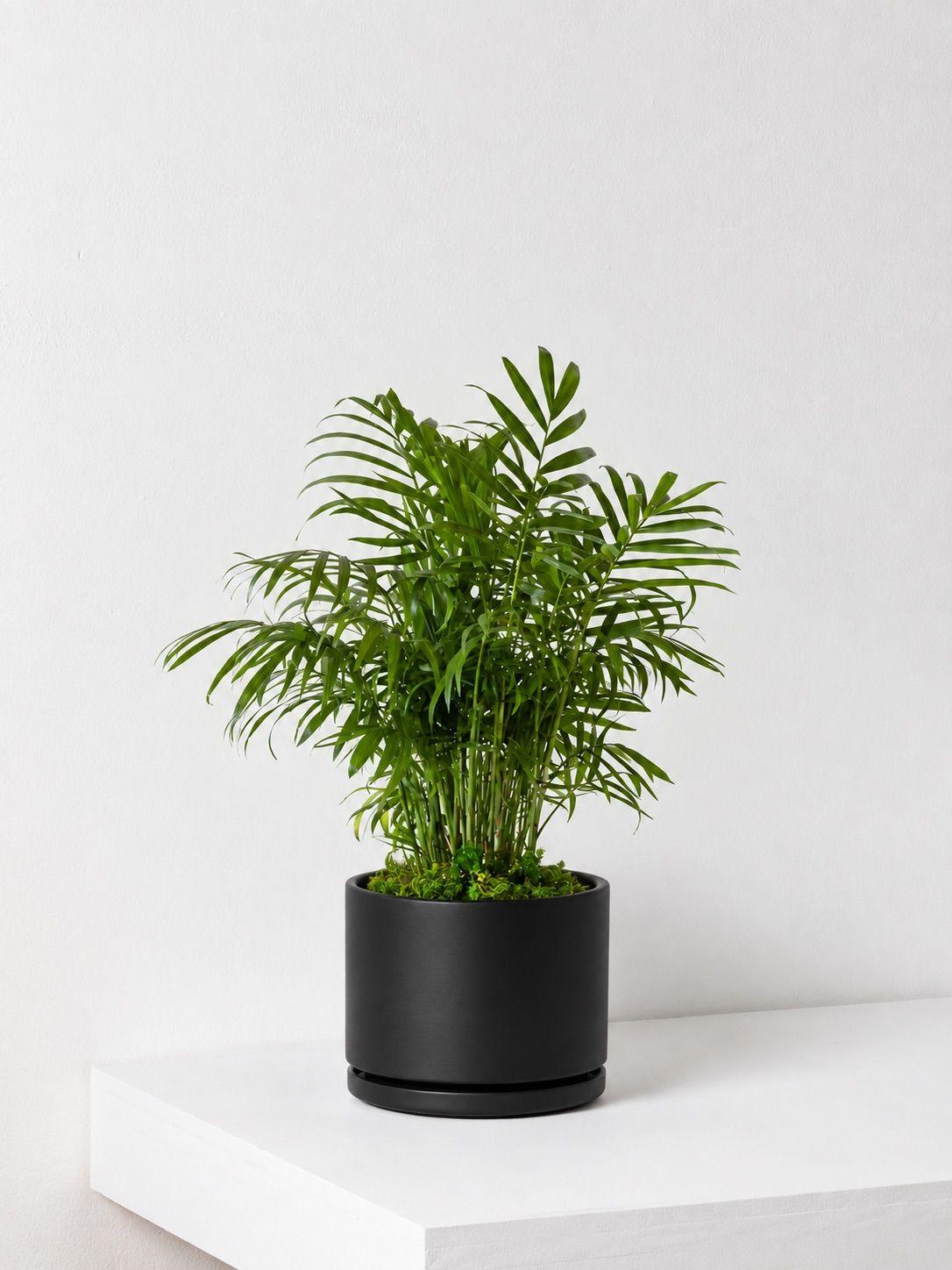 Parlor Palm