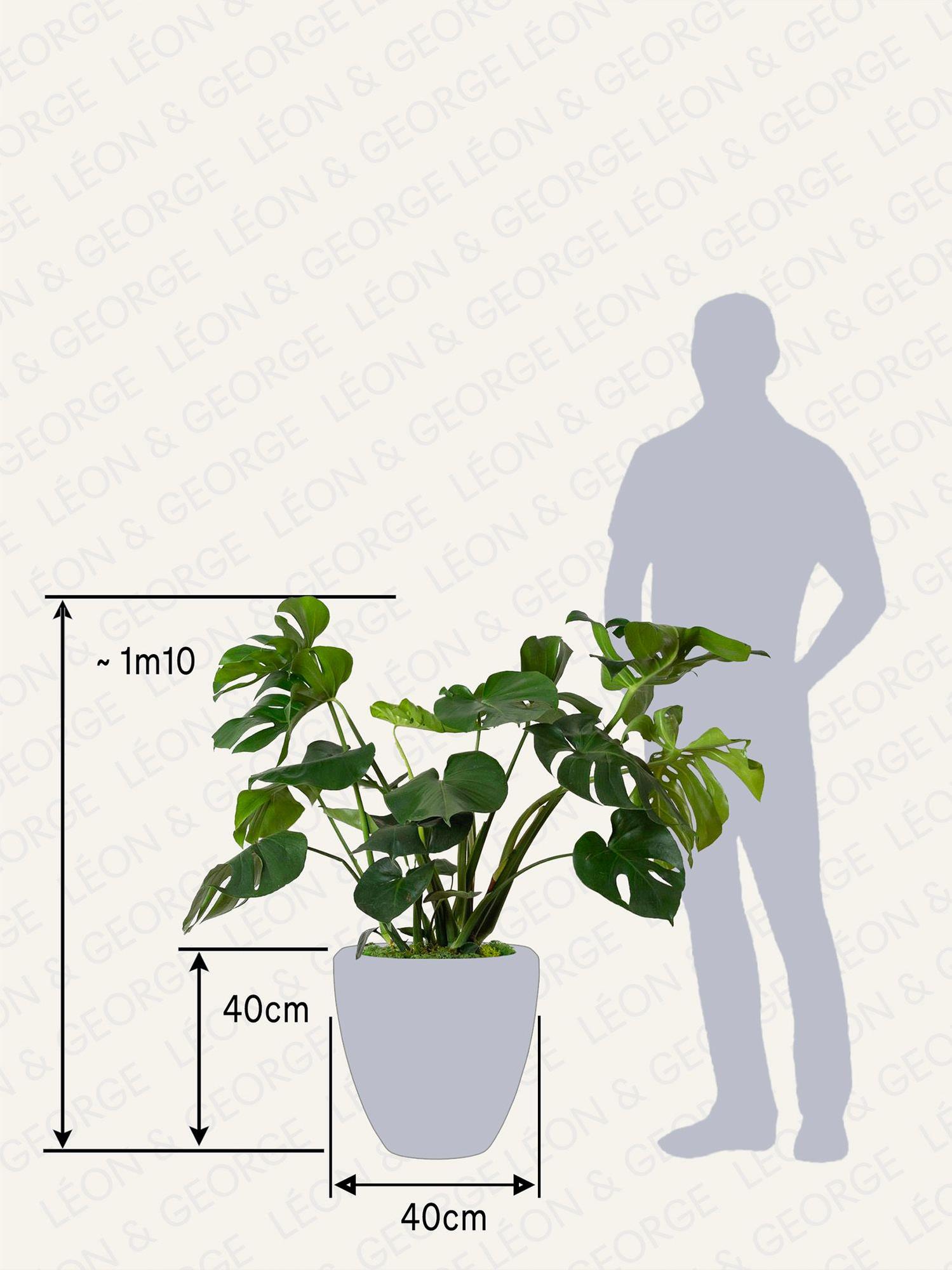 Monstera Deliciosa