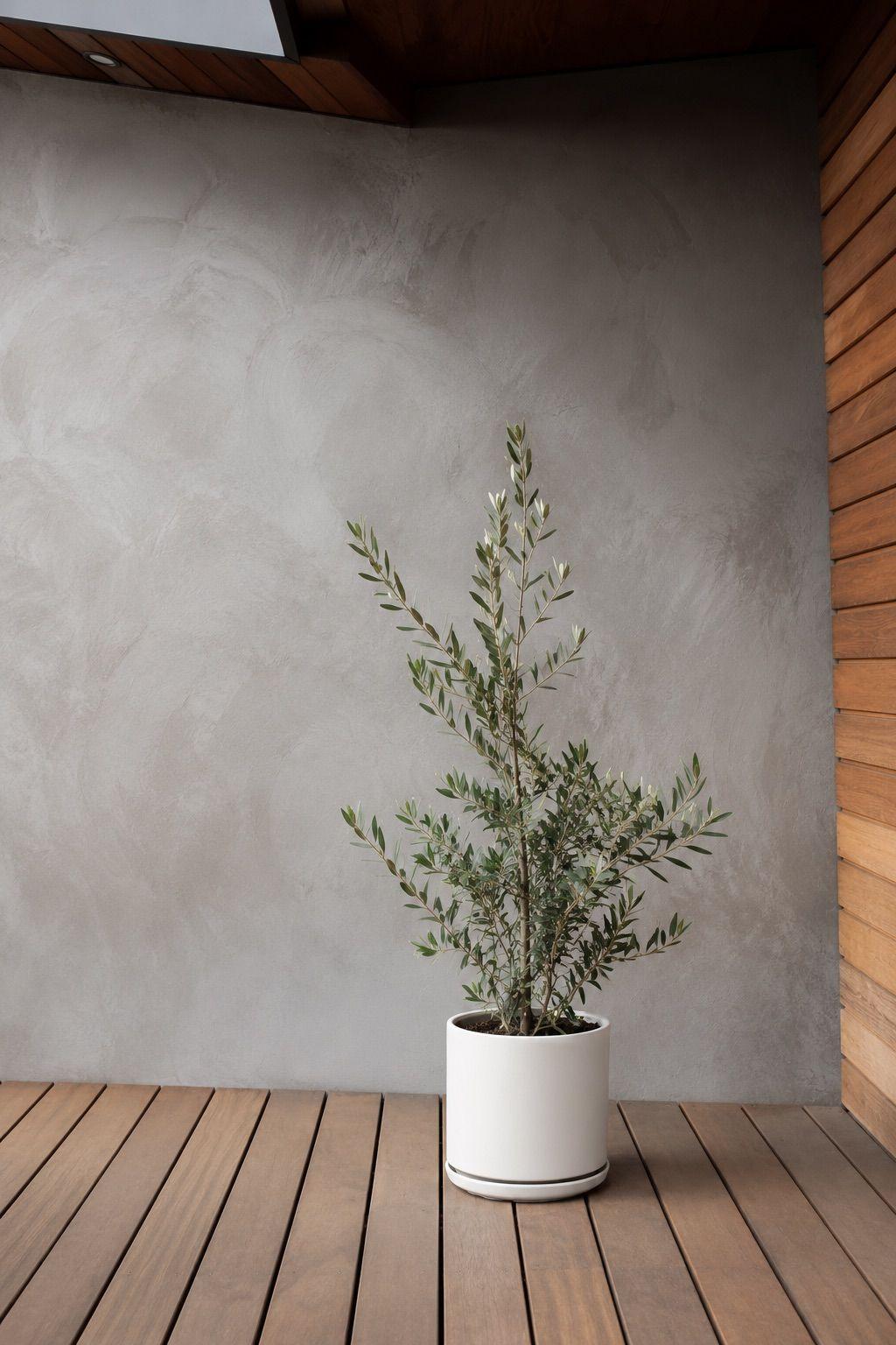 Olive Bush - White Foundation 