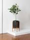 Ficus Audrey Tree