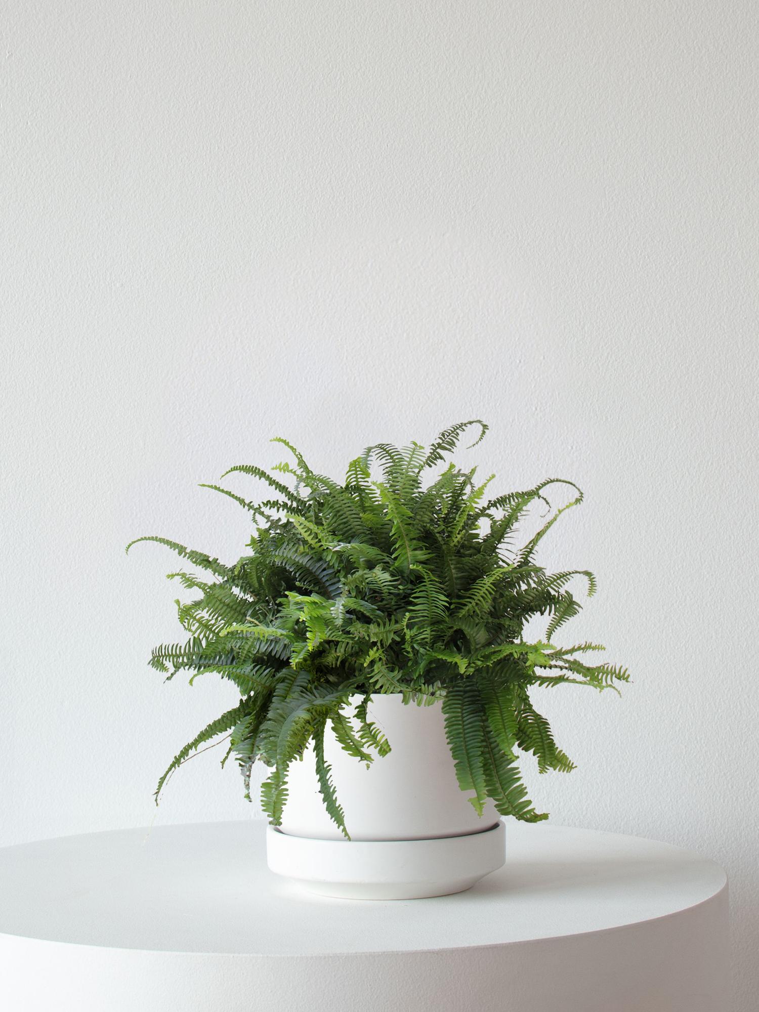 Boston Fern