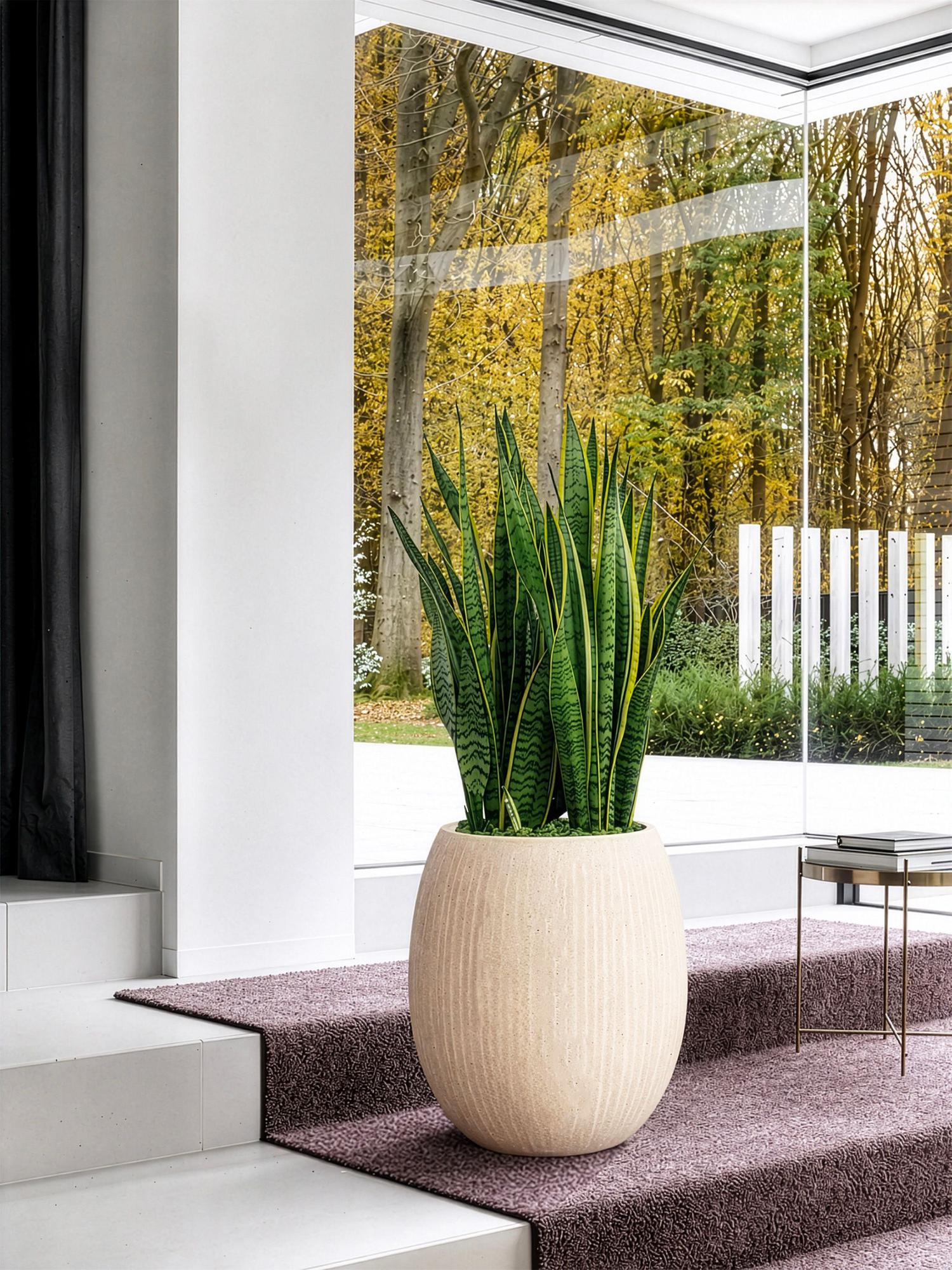 Sansevieria Laurentii