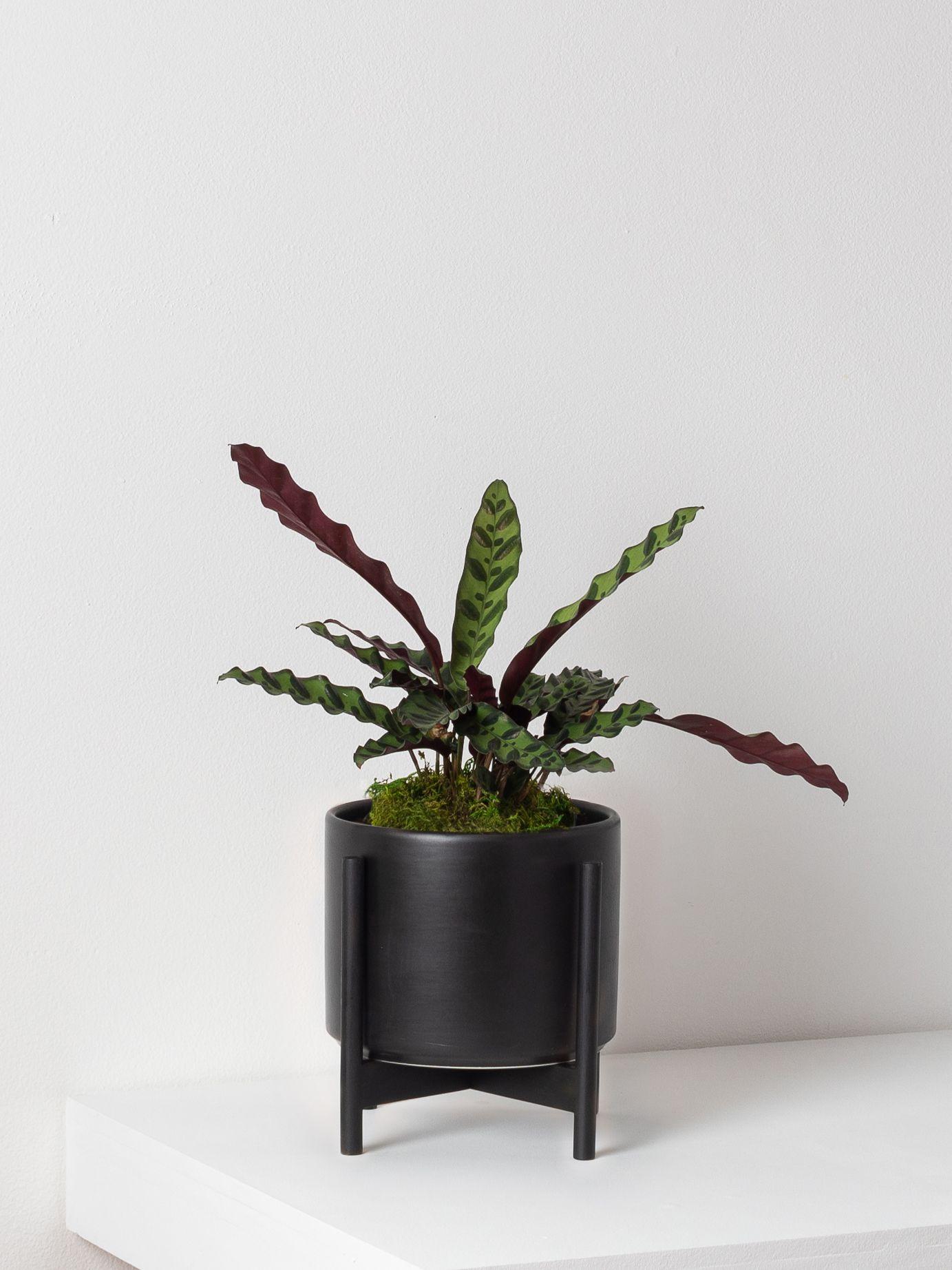 Calathea Rattlesnake - Black Mid-Century Ceramic + Black Wood Stand 