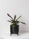 Calathea Rattlesnake