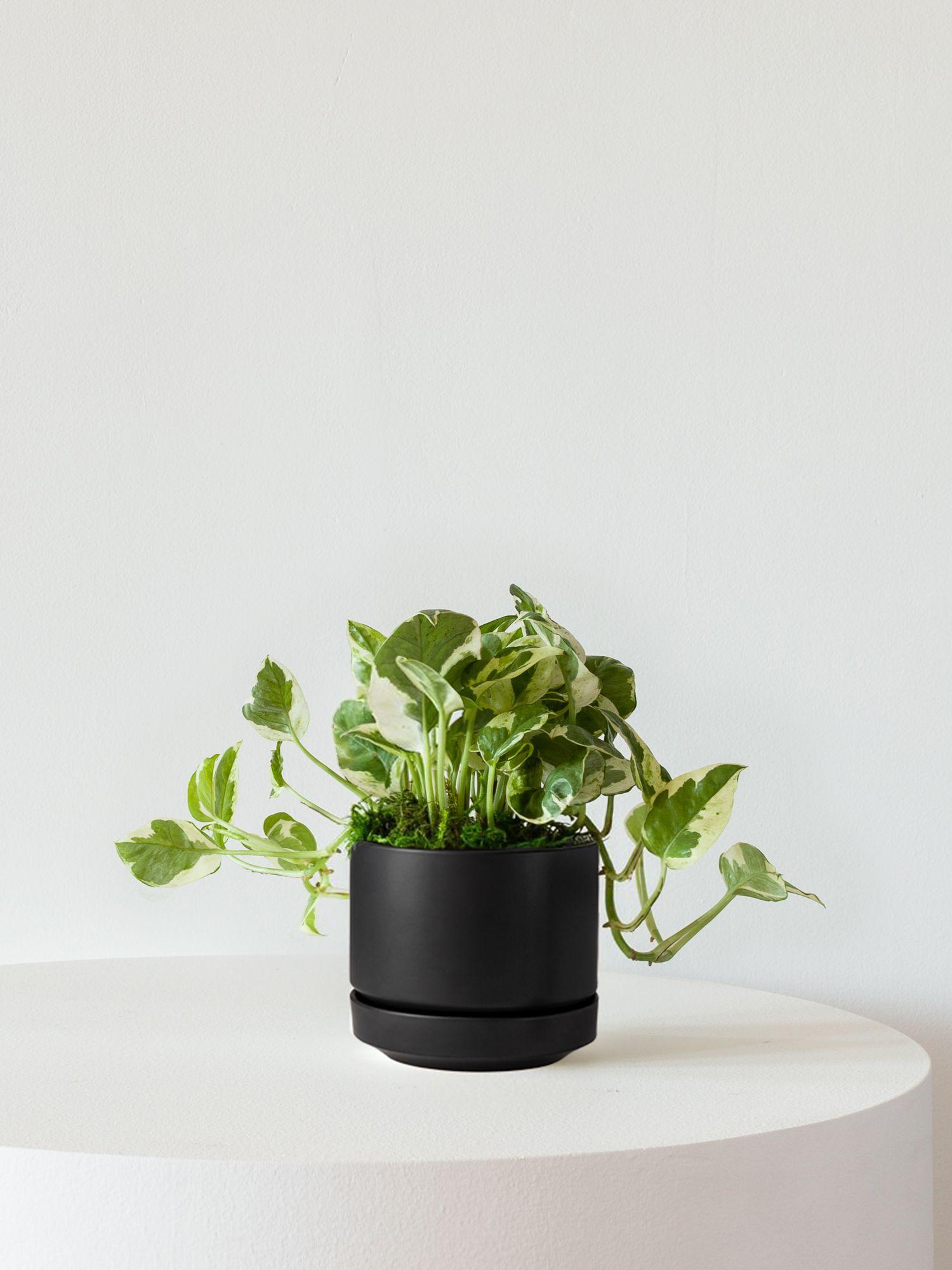 N'joy Pothos