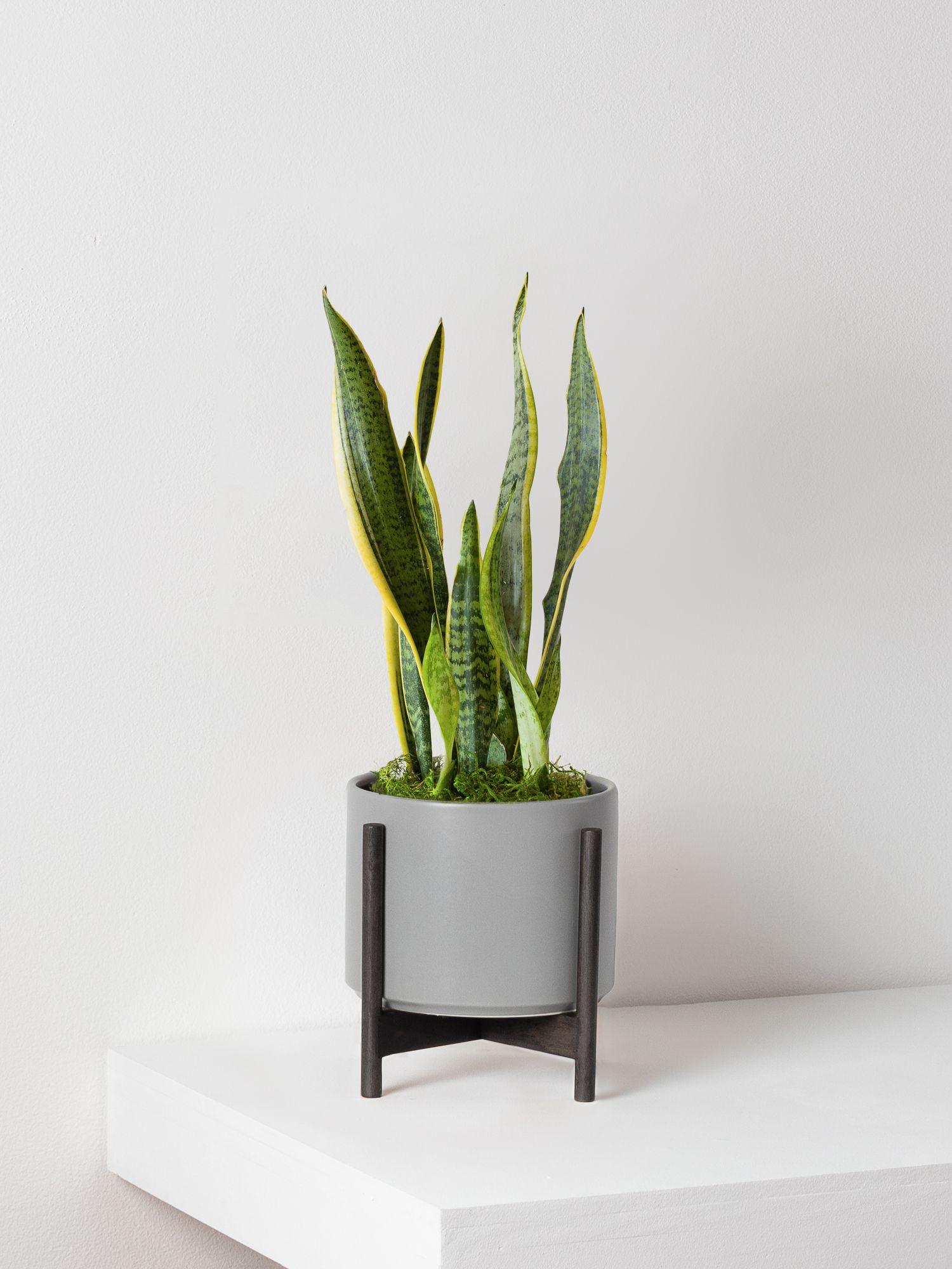 Snake Plant Laurentii Medium (1 - 1½ ft tall) + Mid-Century
