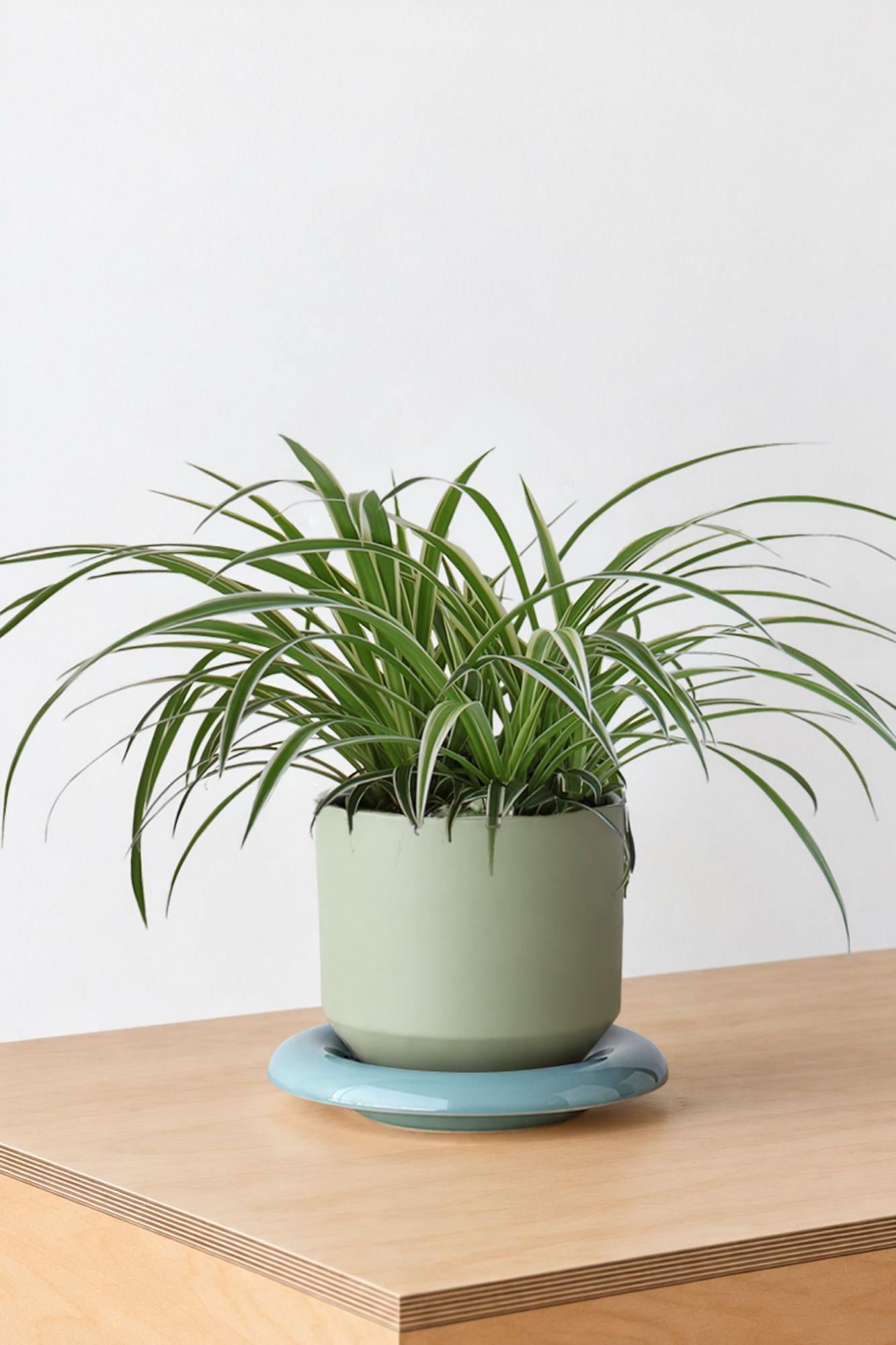 Spider Plant - Sage Lily Ceramic & Mist Saucer 