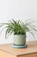 Spider Plant