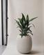 Cast Iron Plant