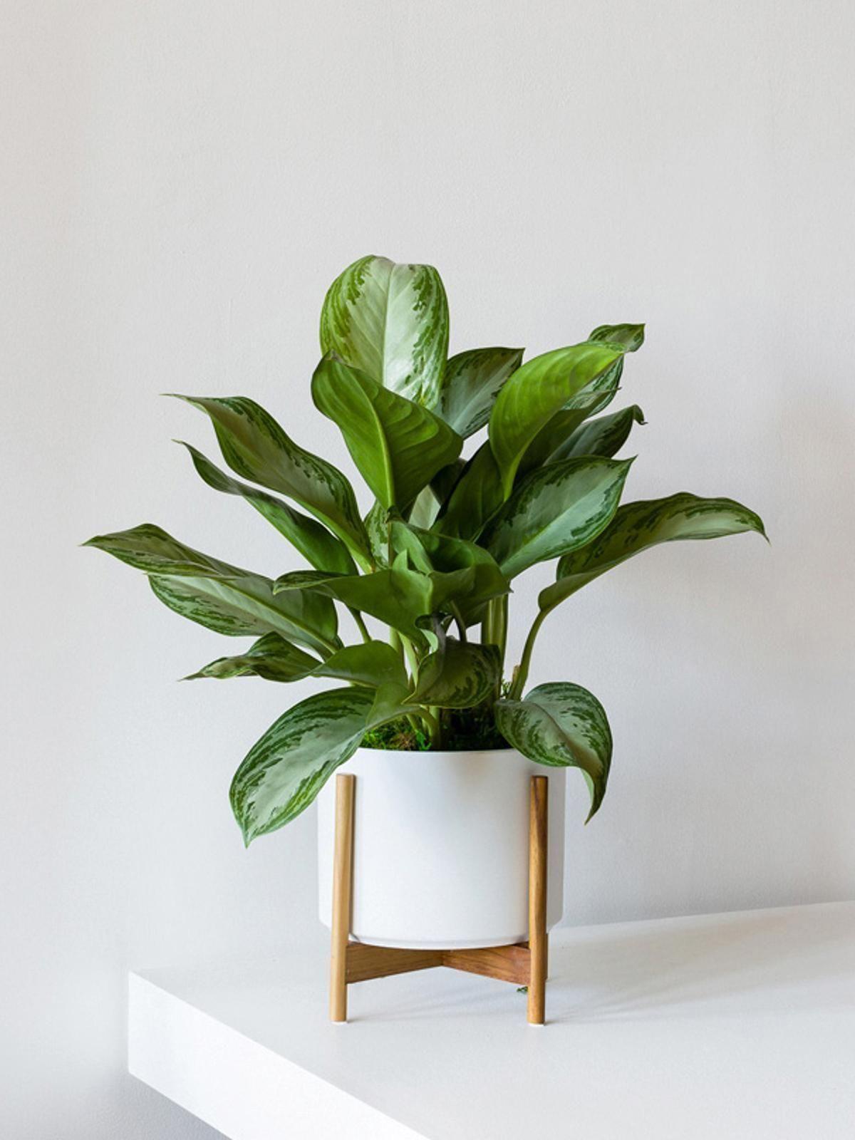 Explorez notre collection de plantes de qualité entre 50 et 80cm de hauteur à poser sur une tables, un bureaux ou une étagère.