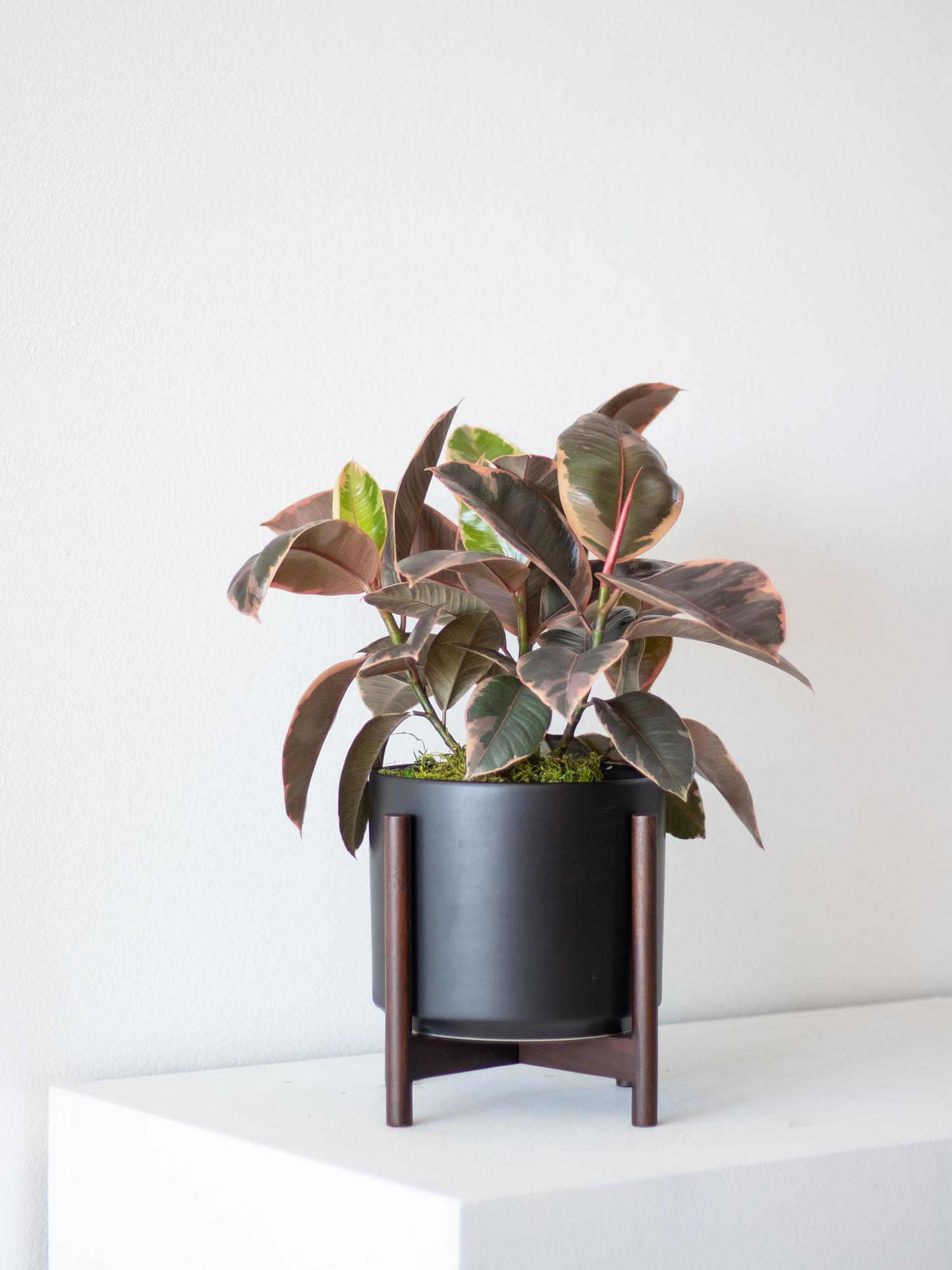 Pink Rubber Plant